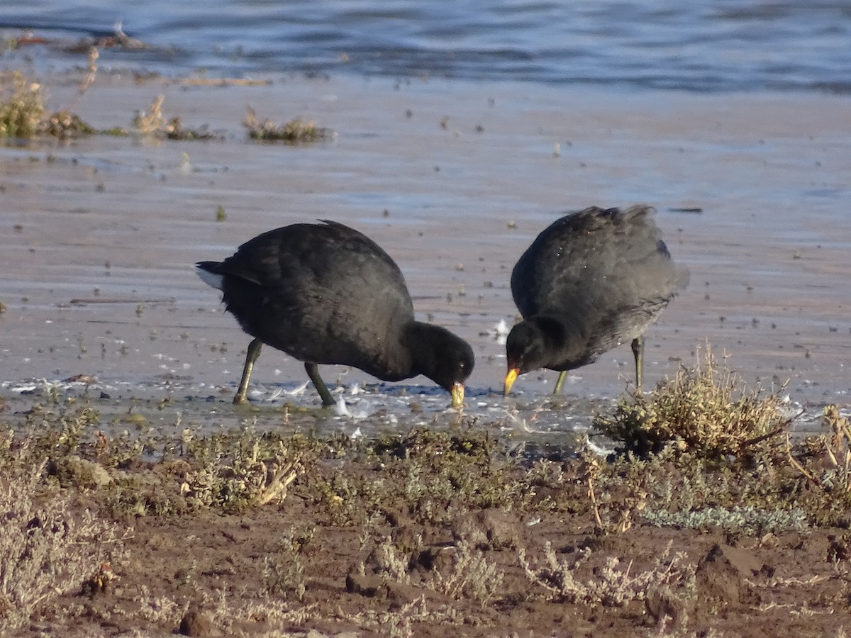 Red-fronted Coot - ML619344694