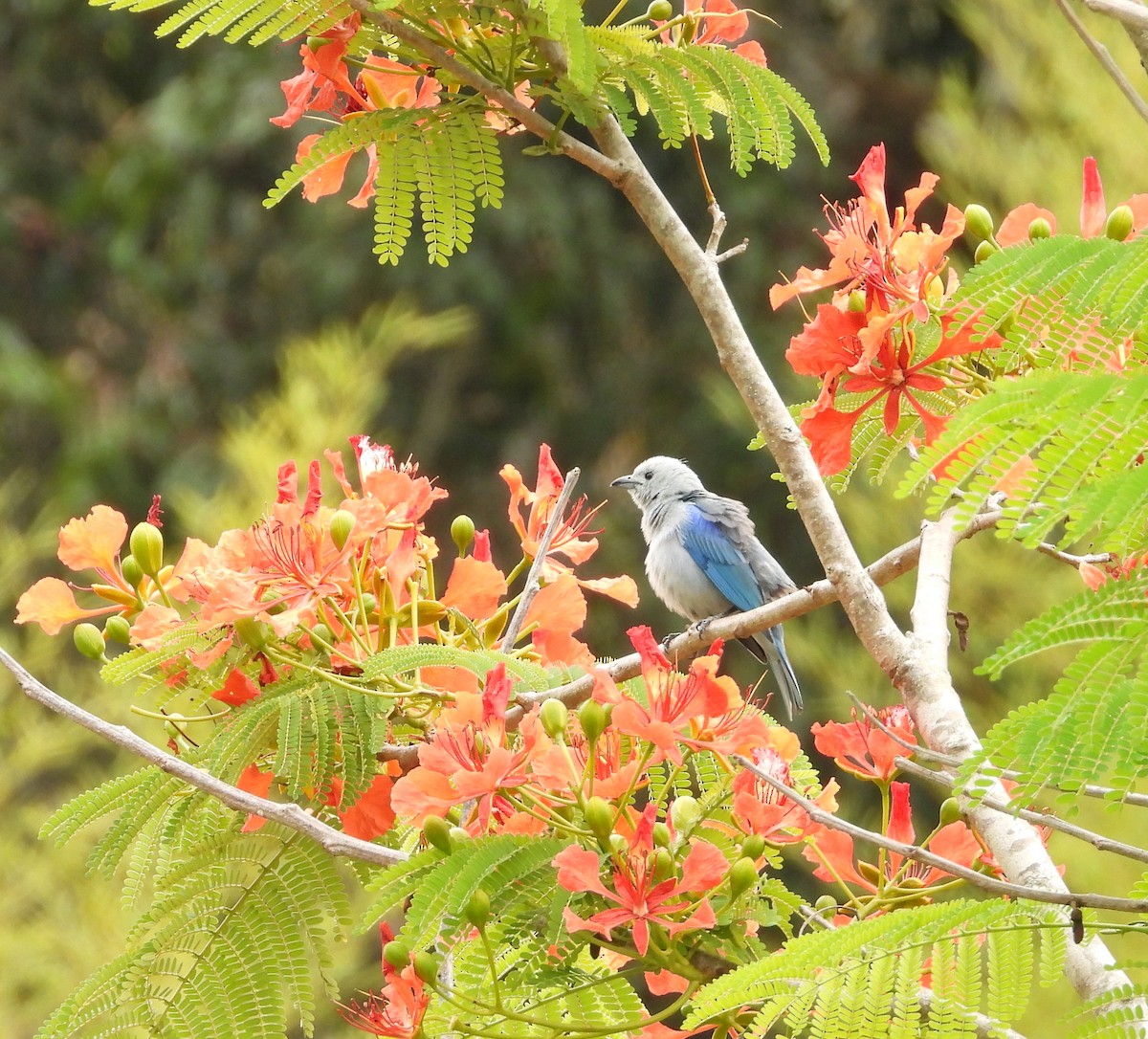 Blue-gray Tanager - ML619344729