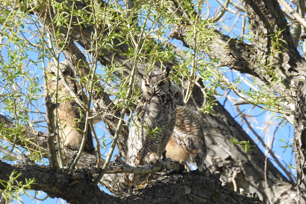 Great Horned Owl - ML619344733