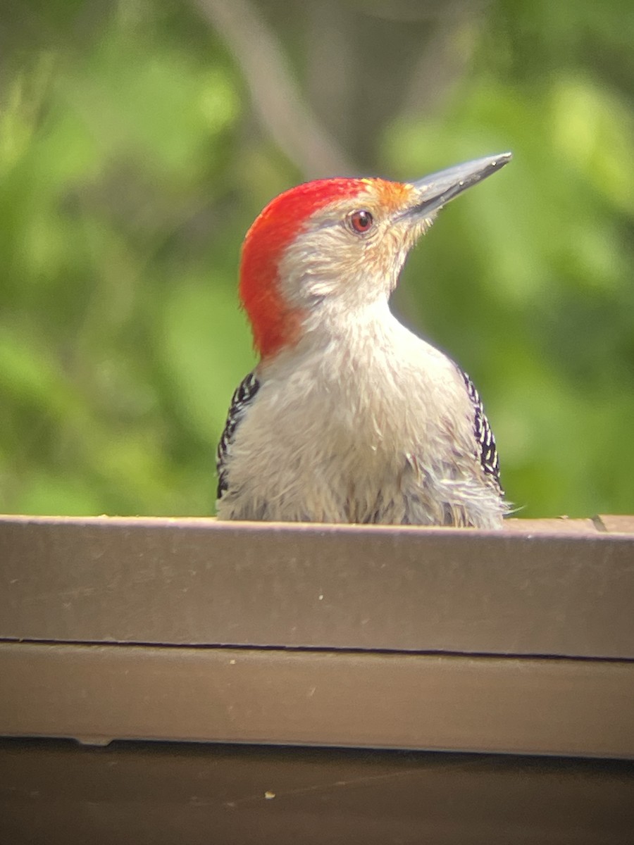Red-bellied Woodpecker - ML619344749