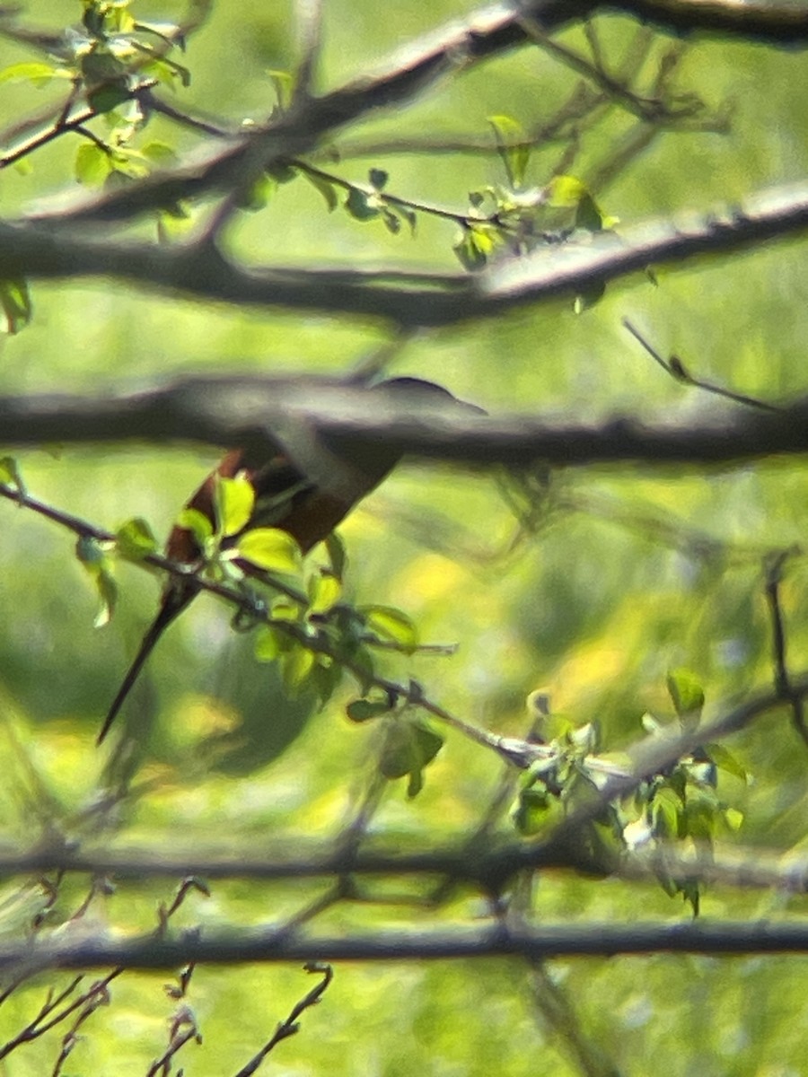 Orchard Oriole - ML619344789