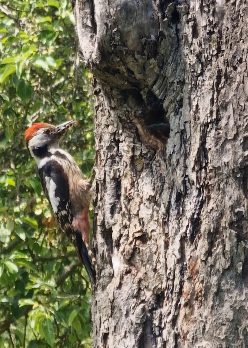 Middle Spotted Woodpecker - ML619344793