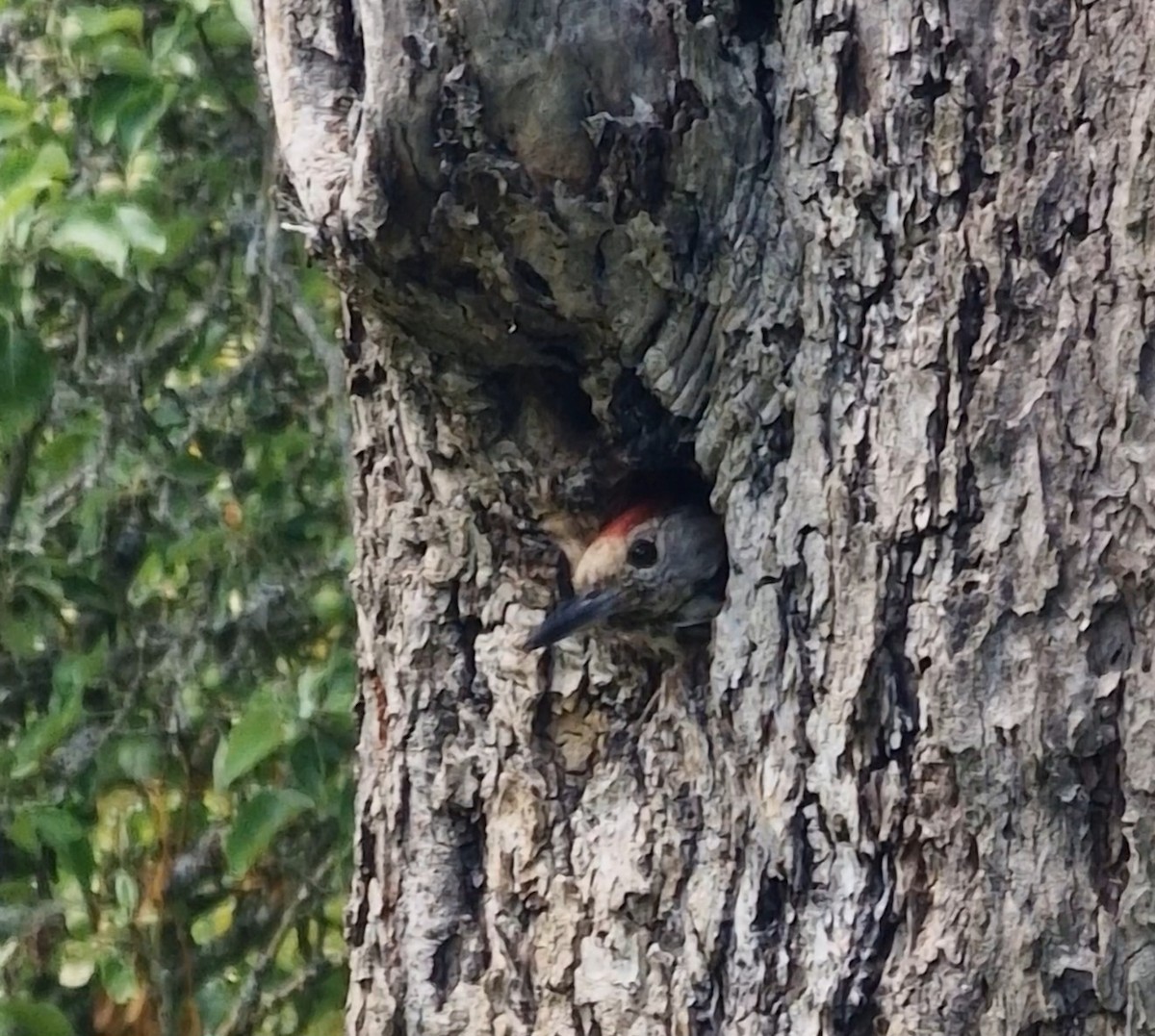 Middle Spotted Woodpecker - ML619344794