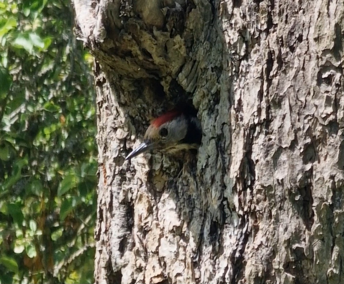 Middle Spotted Woodpecker - ML619344795