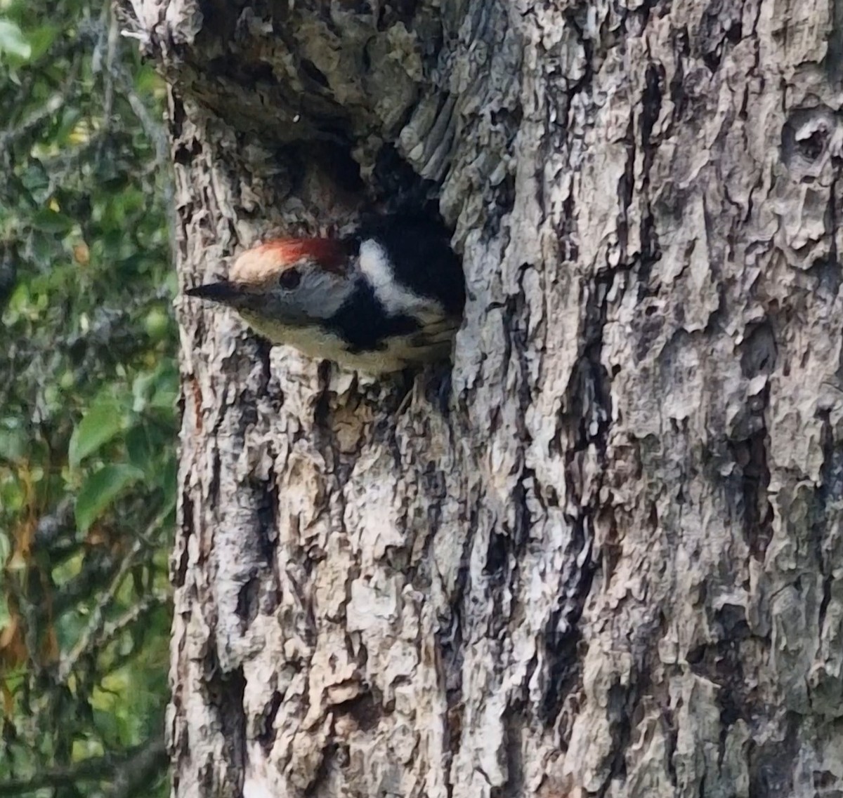 Middle Spotted Woodpecker - ML619344796