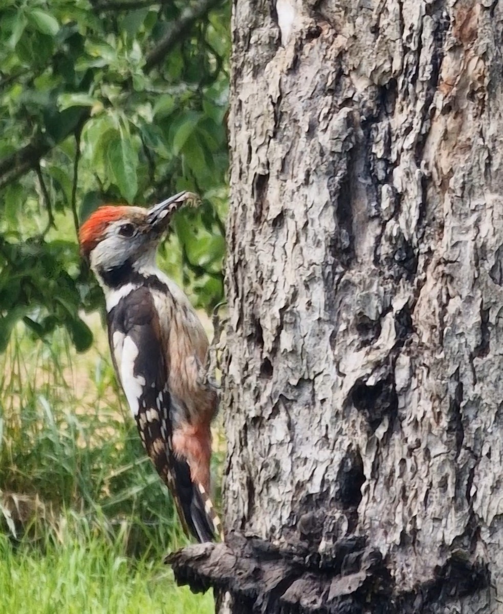 Middle Spotted Woodpecker - ML619344799