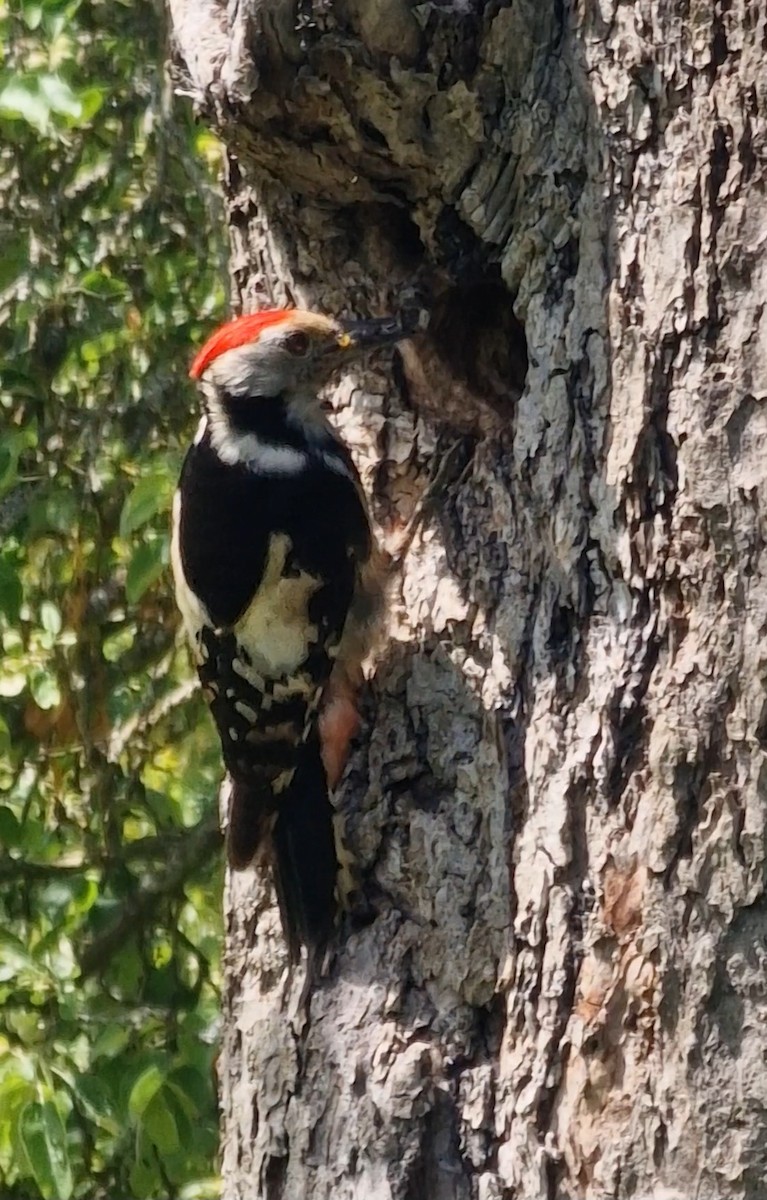 Middle Spotted Woodpecker - ML619344800