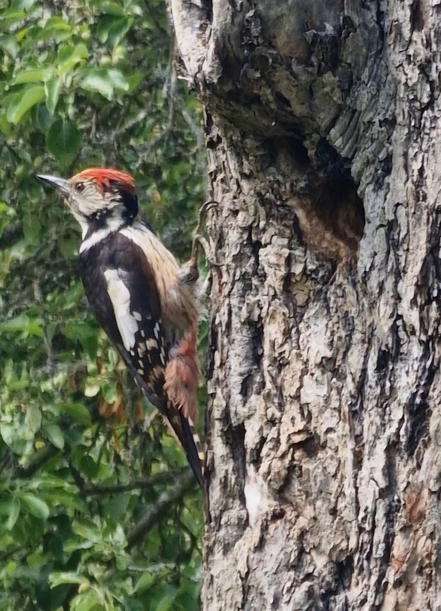 Middle Spotted Woodpecker - ML619344802