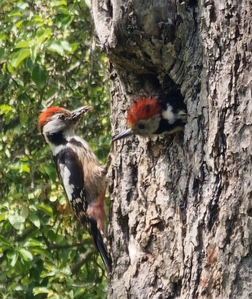 Middle Spotted Woodpecker - ML619344803