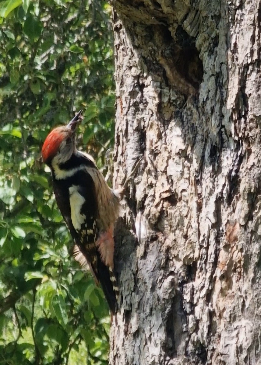 Middle Spotted Woodpecker - ML619344804