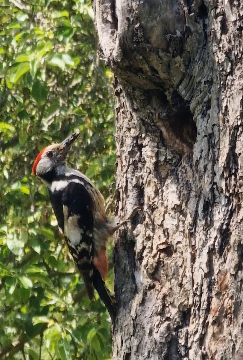 Middle Spotted Woodpecker - ML619344809