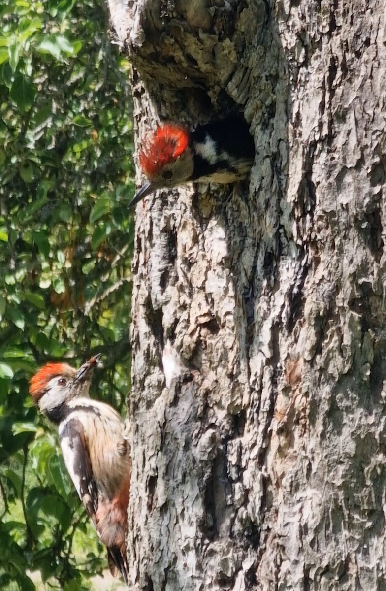 Middle Spotted Woodpecker - ML619344810
