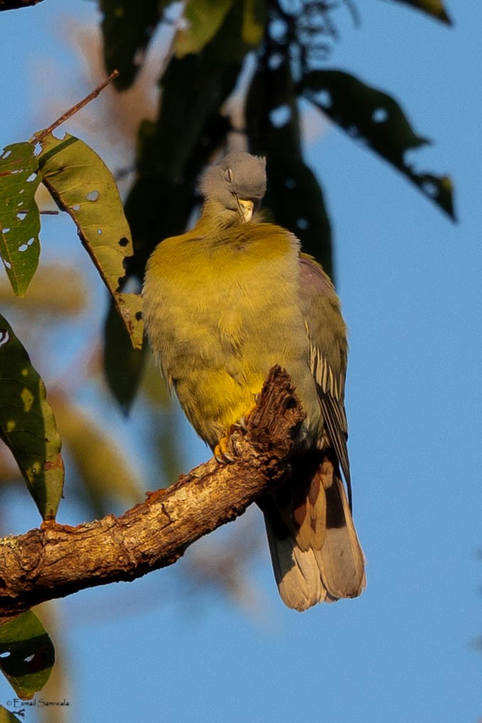 Yellow-footed Green-Pigeon - ML619344826