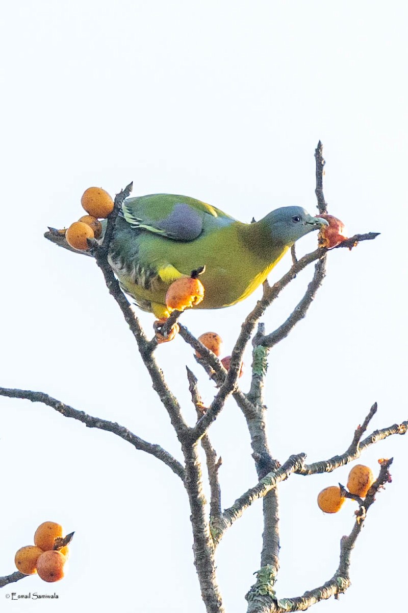 Yellow-footed Green-Pigeon - ML619344828