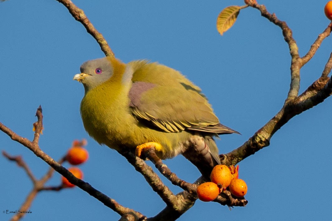 Yellow-footed Green-Pigeon - ML619344829