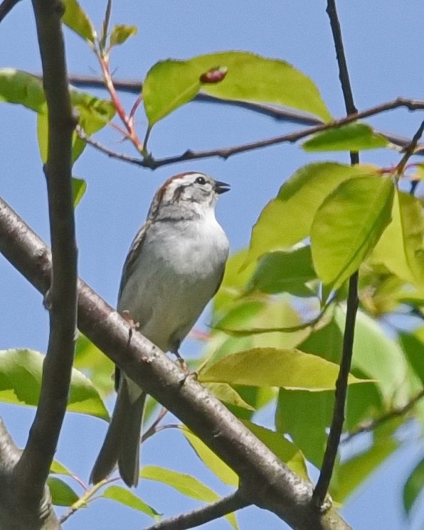 Chipping Sparrow - ML619344992