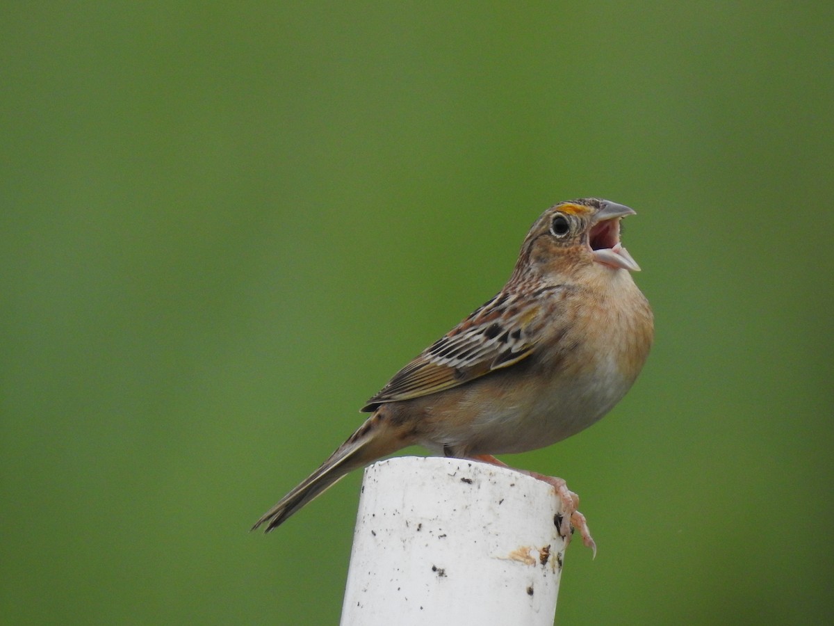 Grasshopper Sparrow - ML619344996