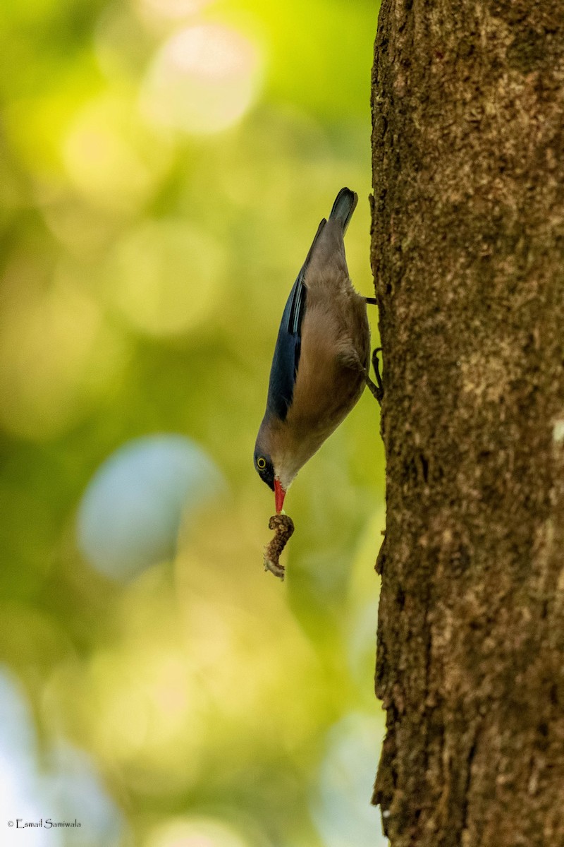 Velvet-fronted Nuthatch - ML619345020