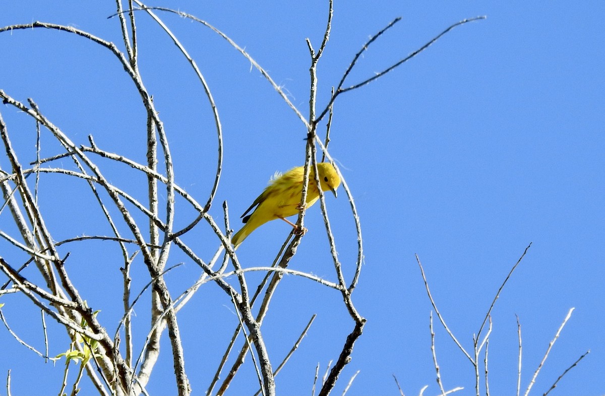 Yellow Warbler - ML619345025