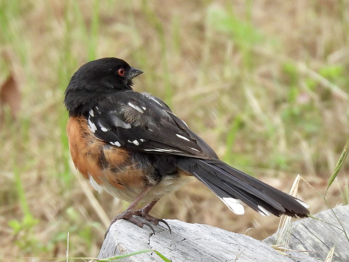 Spotted Towhee - ML619345042
