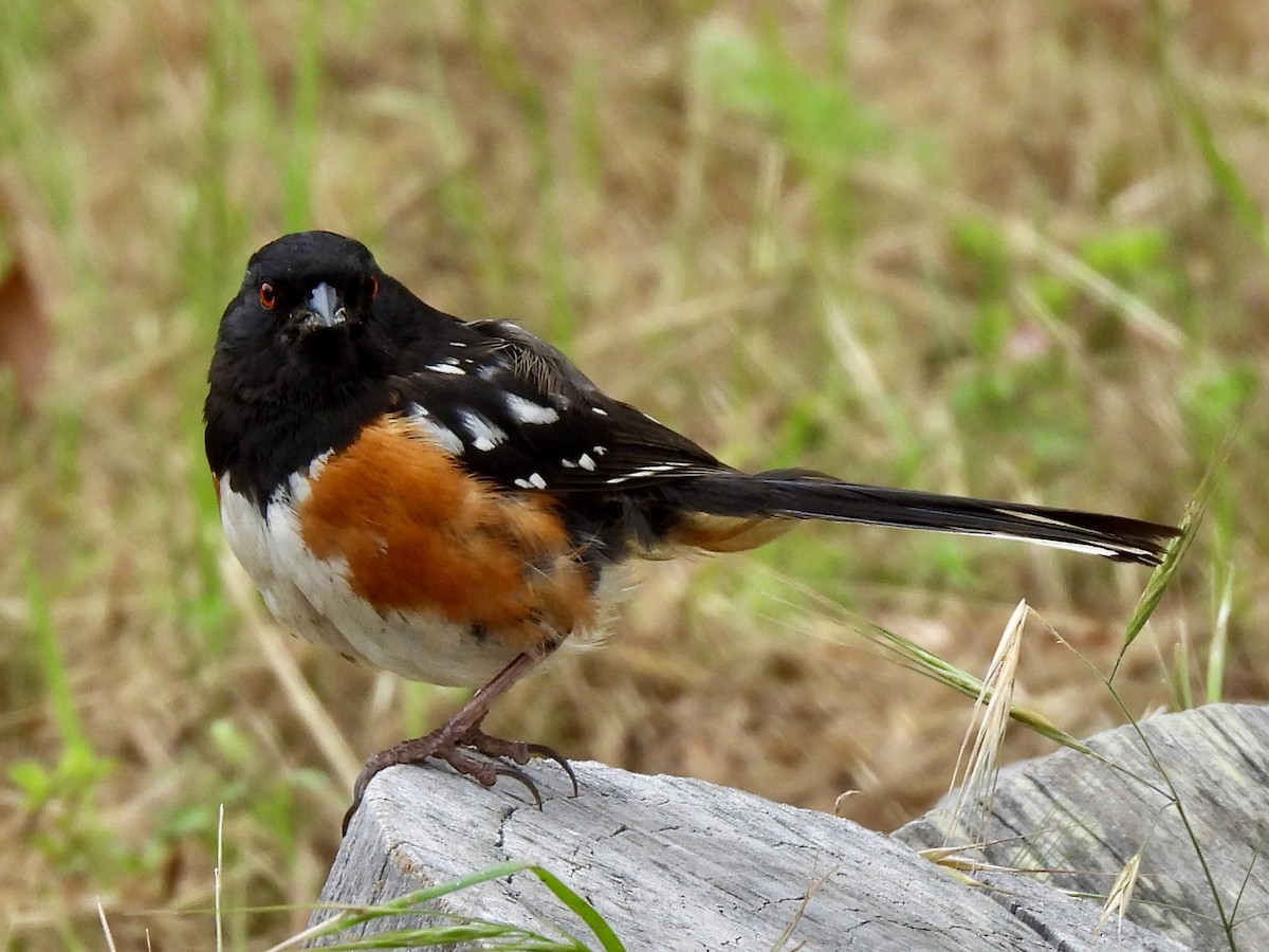 Spotted Towhee - ML619345043