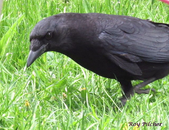 American Crow - ML619345069