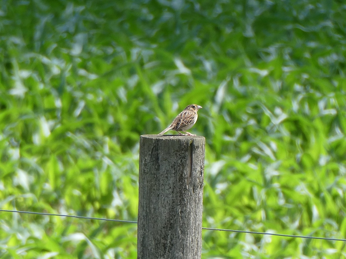 Grasshopper Sparrow - ML619345081