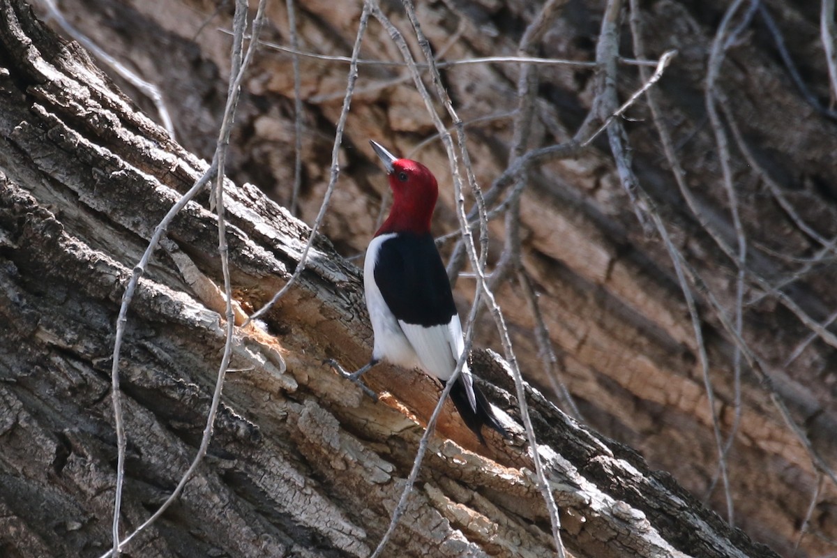Red-headed Woodpecker - ML619345107