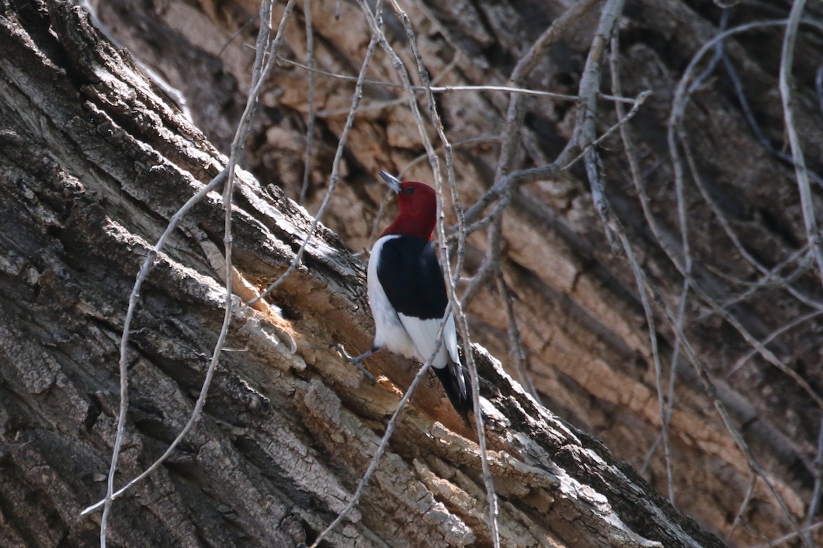 Red-headed Woodpecker - ML619345108