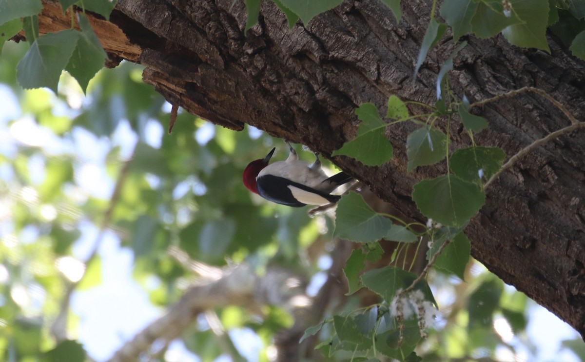 Red-headed Woodpecker - ML619345109