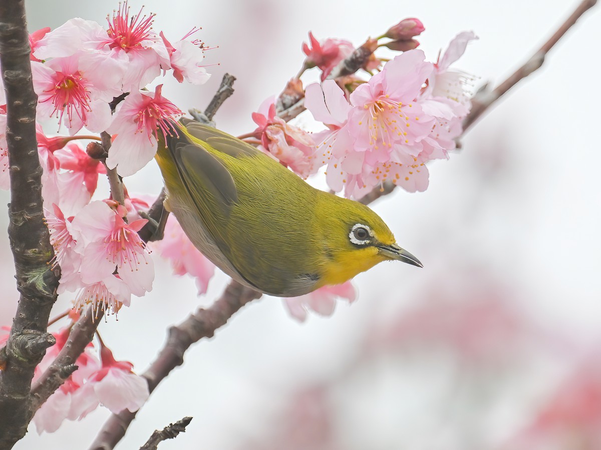 Swinhoe's White-eye - Zosterops simplex - Birds of the World