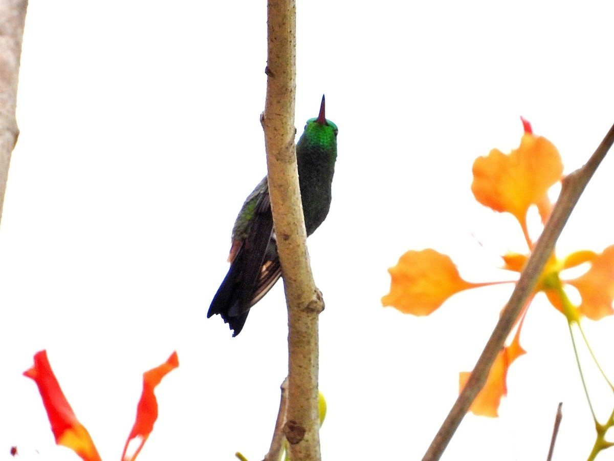 kolibřík měděnořitý - ML619345241