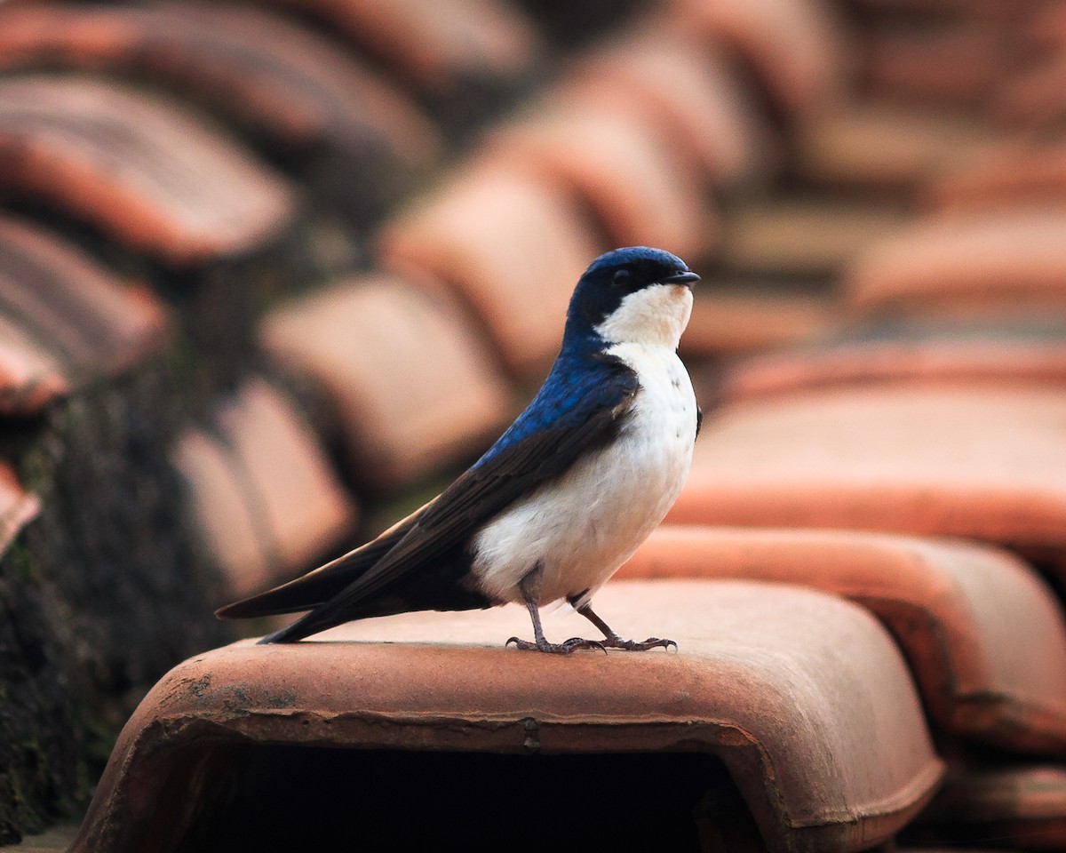 Blue-and-white Swallow - ML619345265