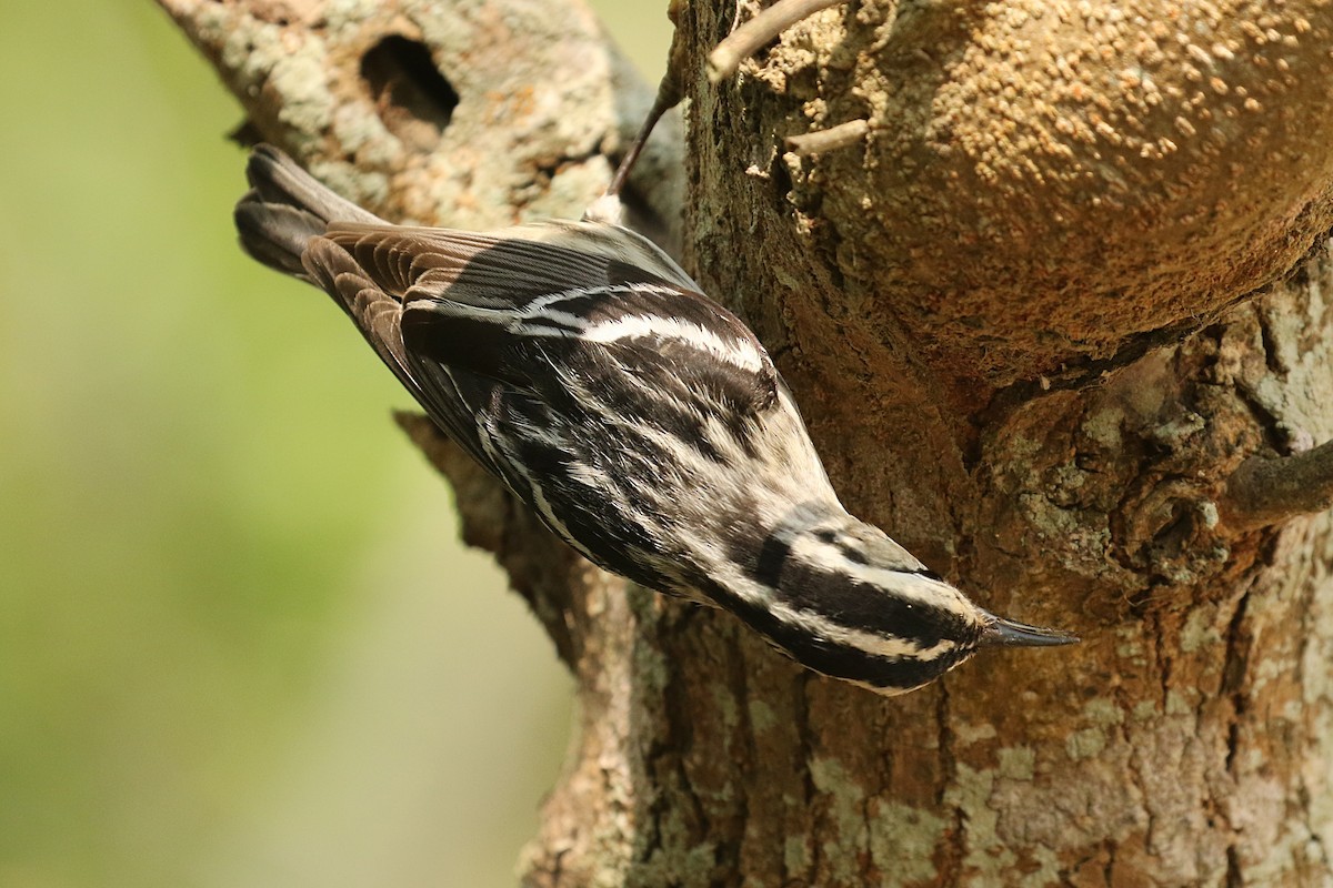 Black-and-white Warbler - ML619345290