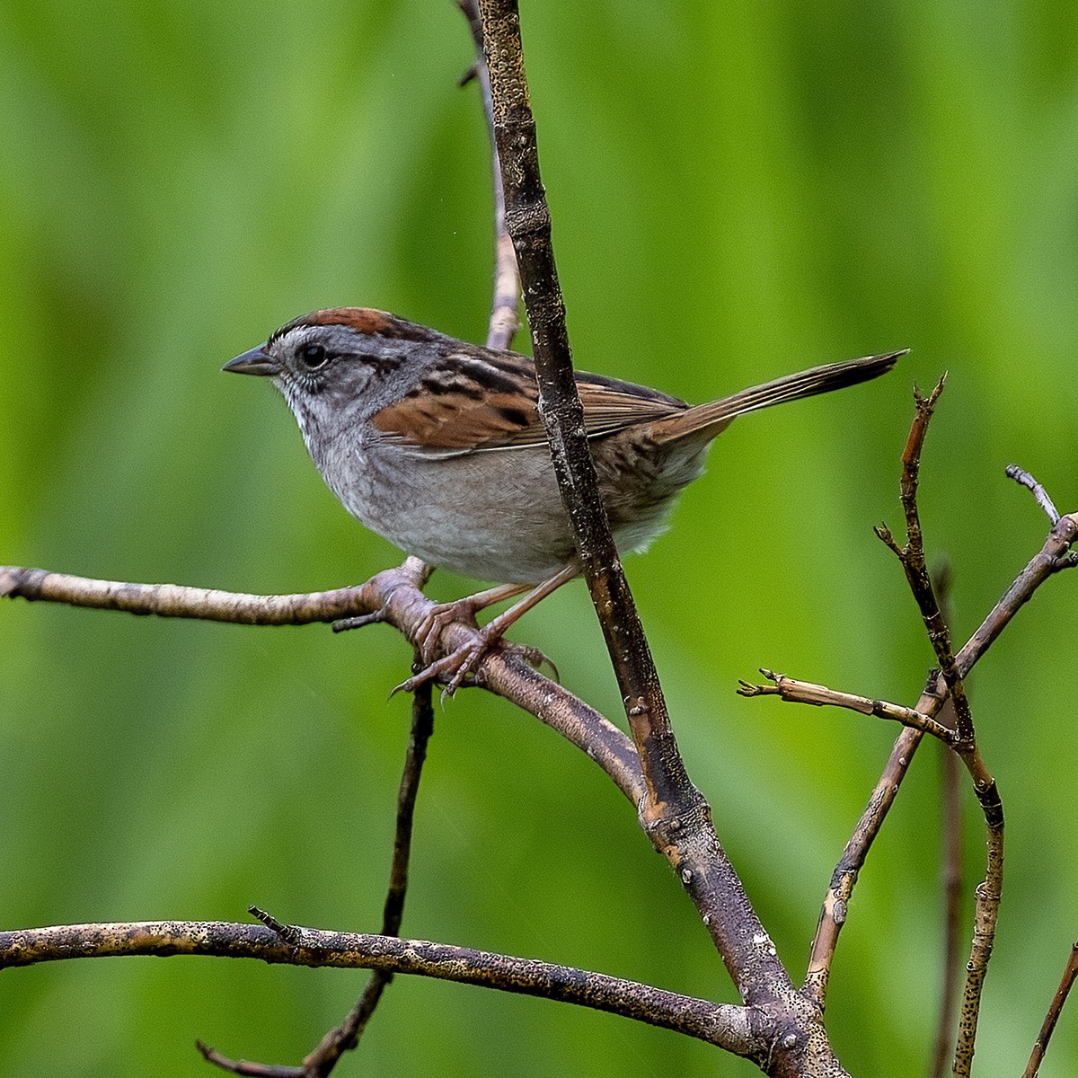 Swamp Sparrow - ML619345333