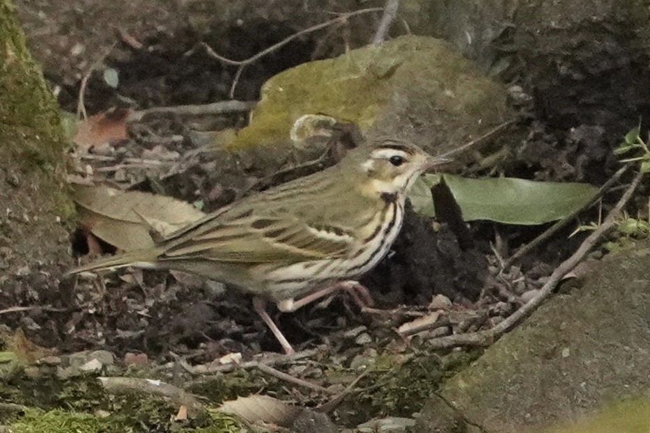 Olive-backed Pipit - ML619345376