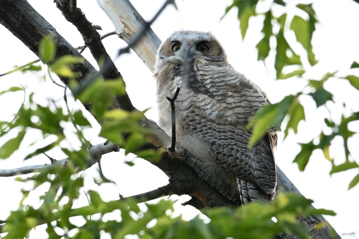 Great Horned Owl - ML619345411