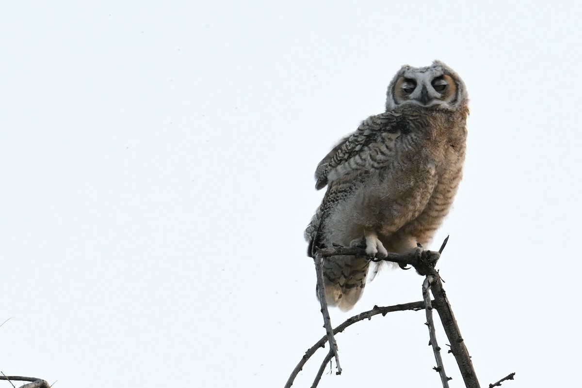 Great Horned Owl - ML619345419