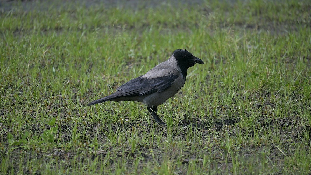 Hooded Crow - ML619345454