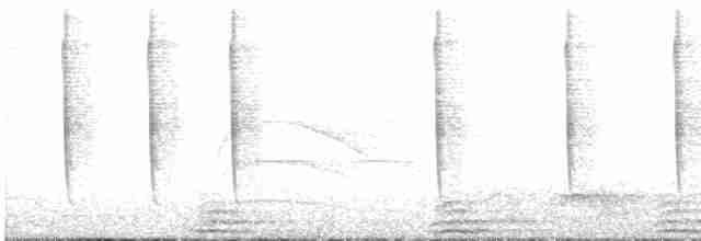 Colibri hirondelle - ML619345515
