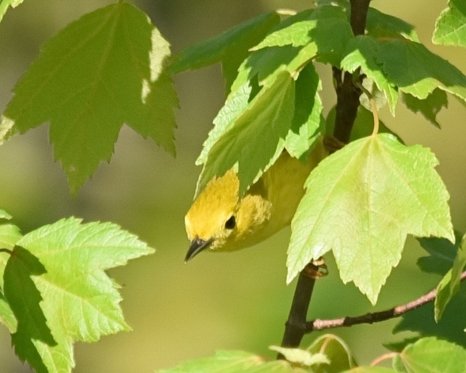Yellow Warbler - ML619345585