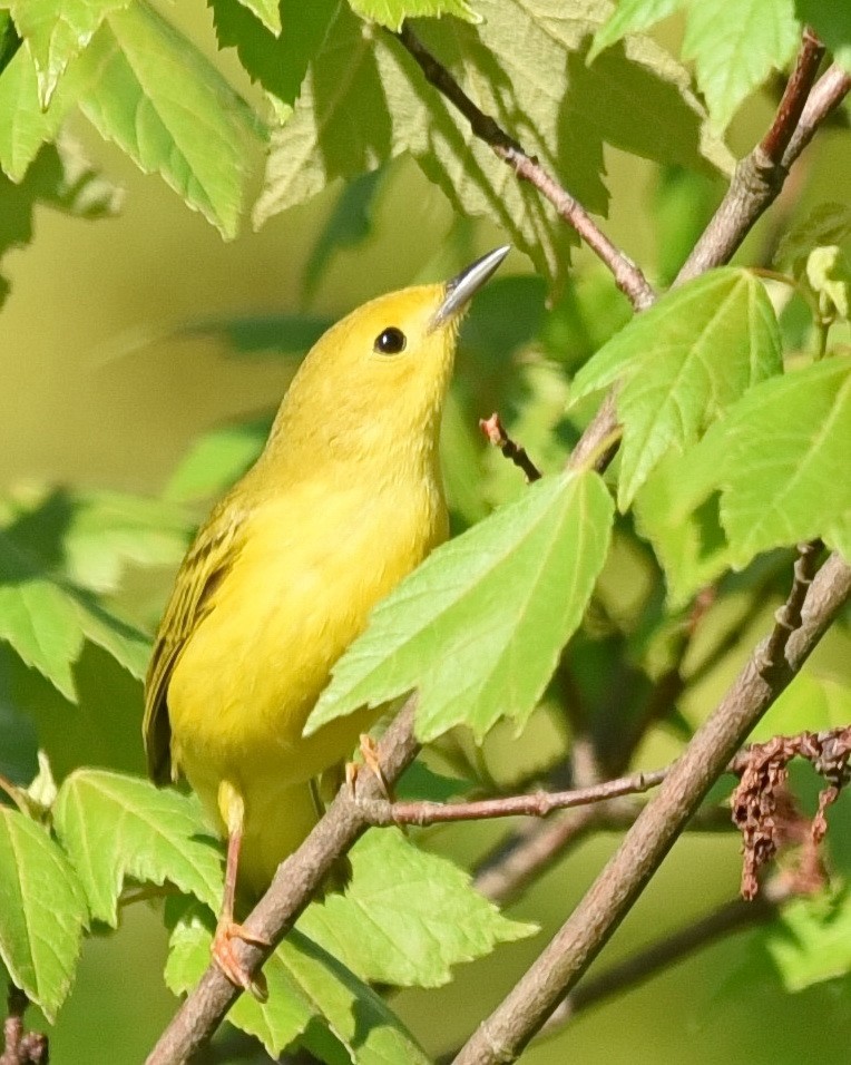 Yellow Warbler - ML619345591