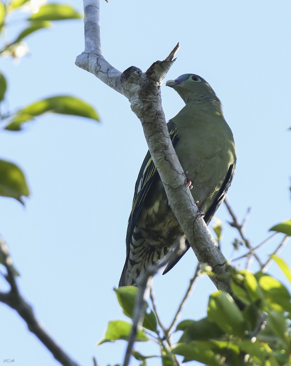 Thick-billed Green-Pigeon - ML619345598