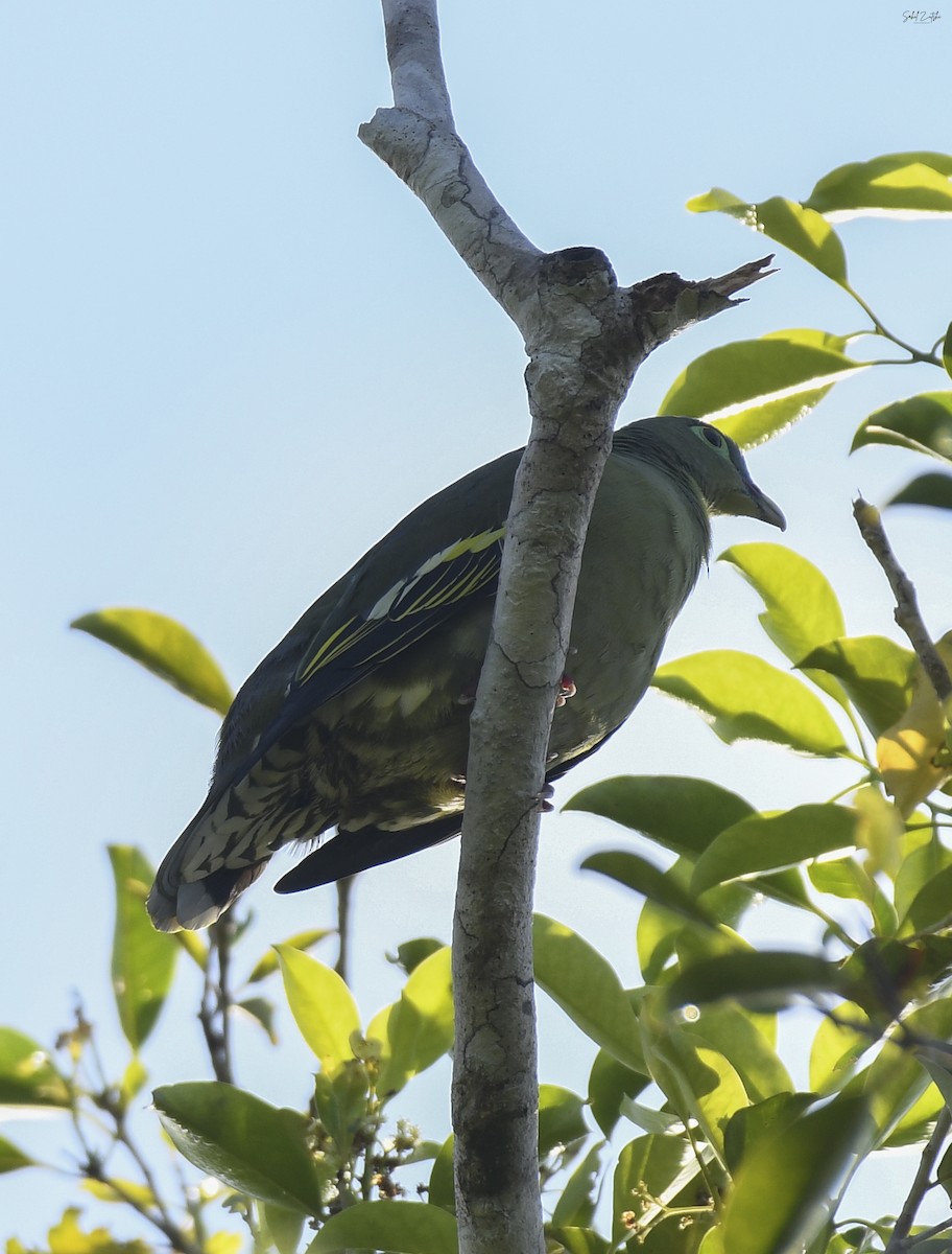 Thick-billed Green-Pigeon - ML619345599