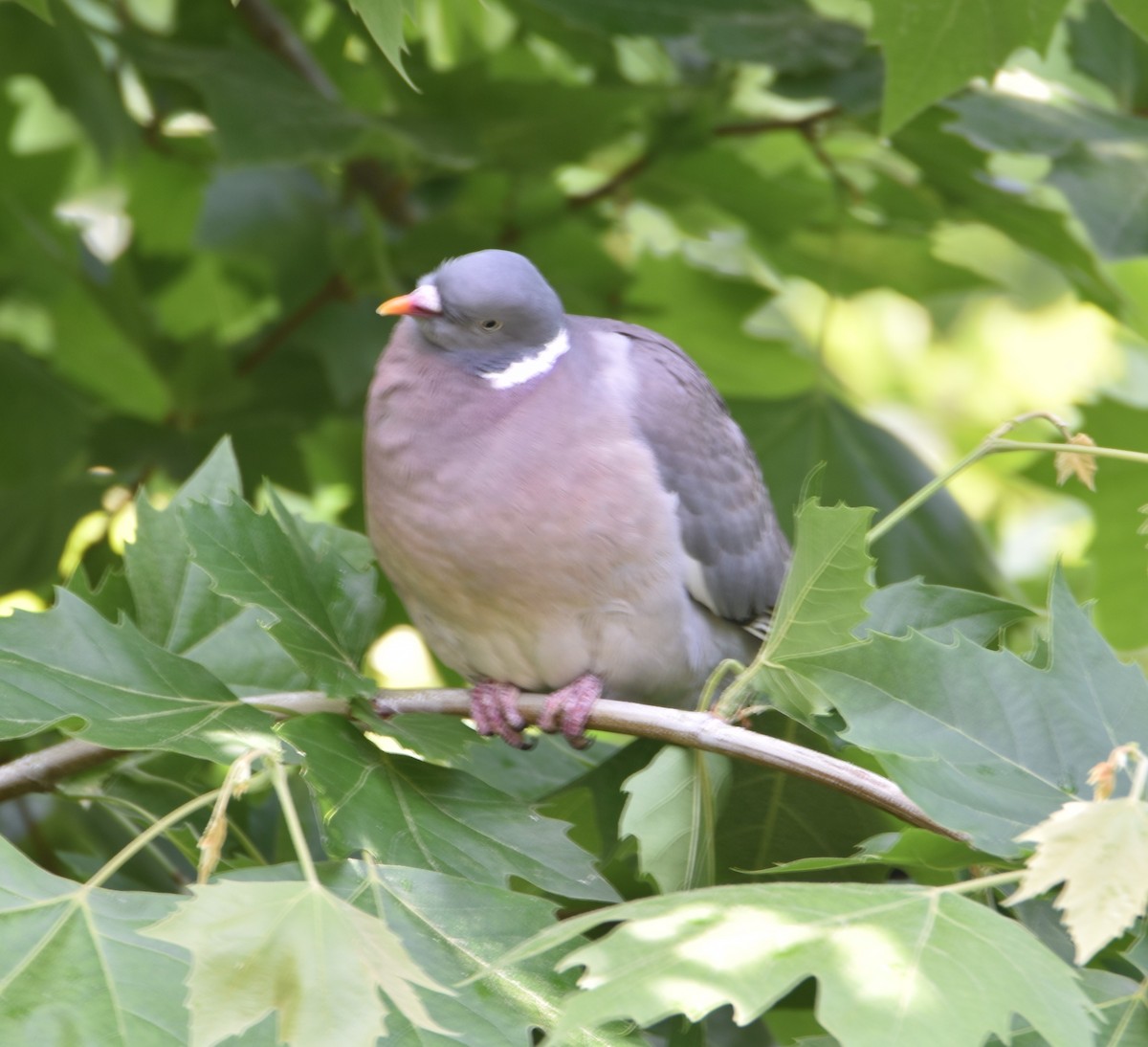 Common Wood-Pigeon - ML619345655