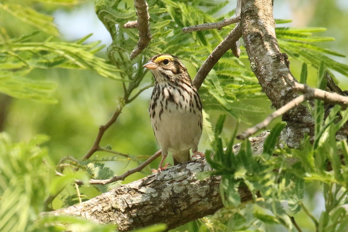 Savannah Sparrow - ML619345663