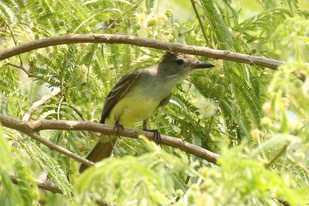 Great Crested Flycatcher - ML619345685