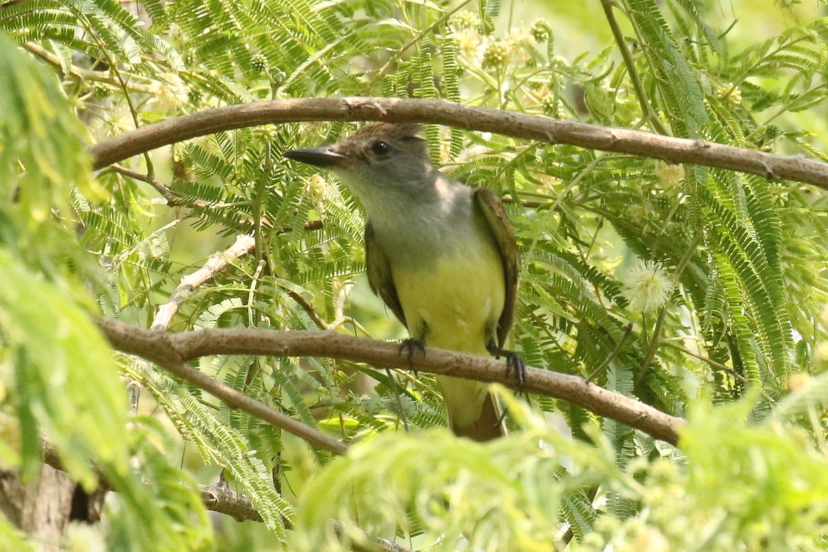 Great Crested Flycatcher - ML619345696