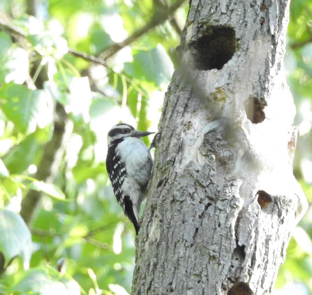 Hairy Woodpecker - ML619345730