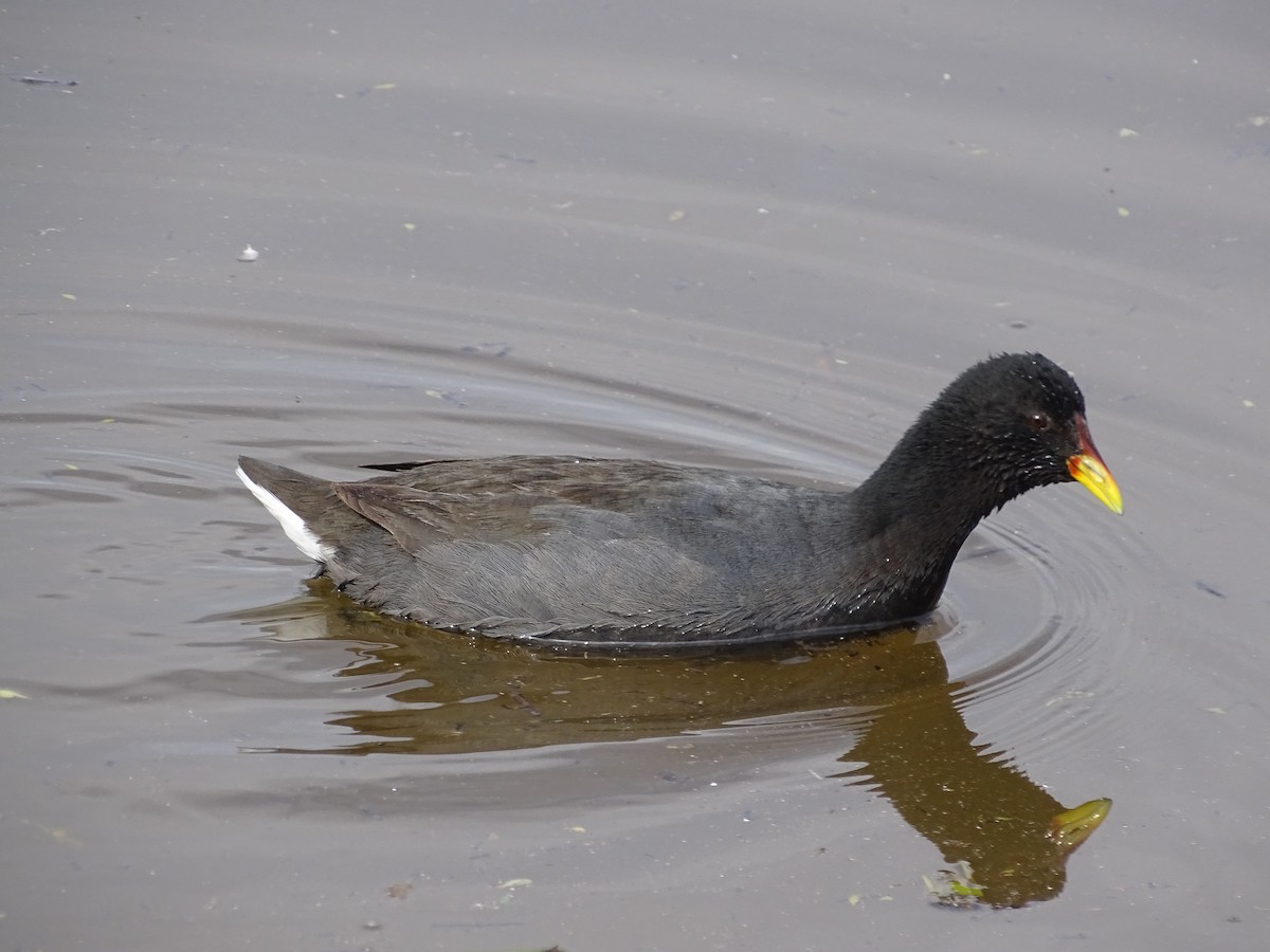 Red-fronted Coot - ML619345741